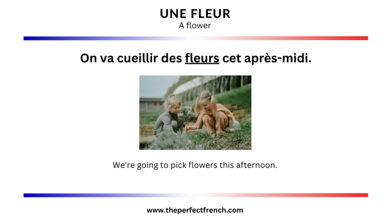 French Word of the Day - Une fleur (A Flower) - French Online Language