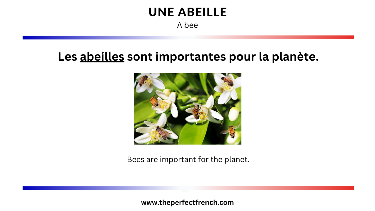 French Word of the Day - Une abeille (A Bee) - French Online Language ...