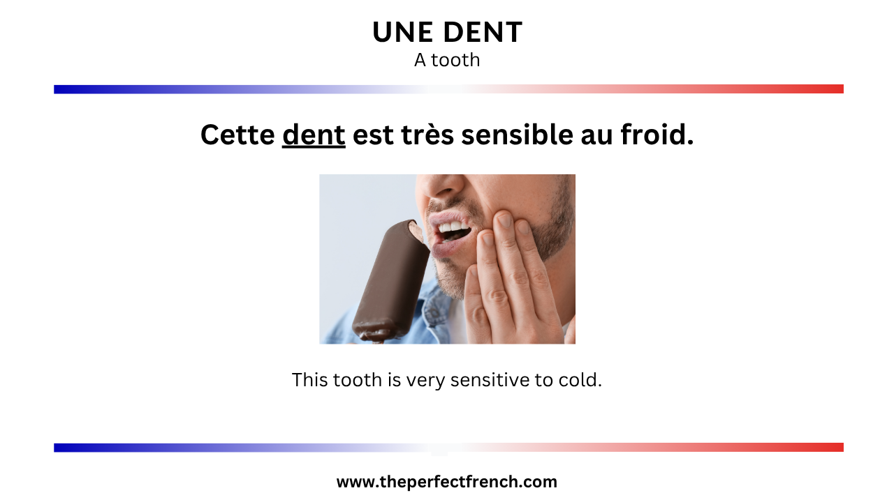French Word of the Day - Une dent (A Tooth) - French Online Language ...